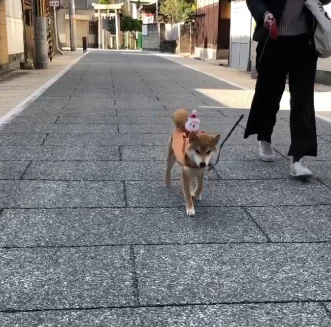 提供：torakichi602さん