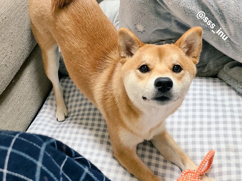 提供：犬さん