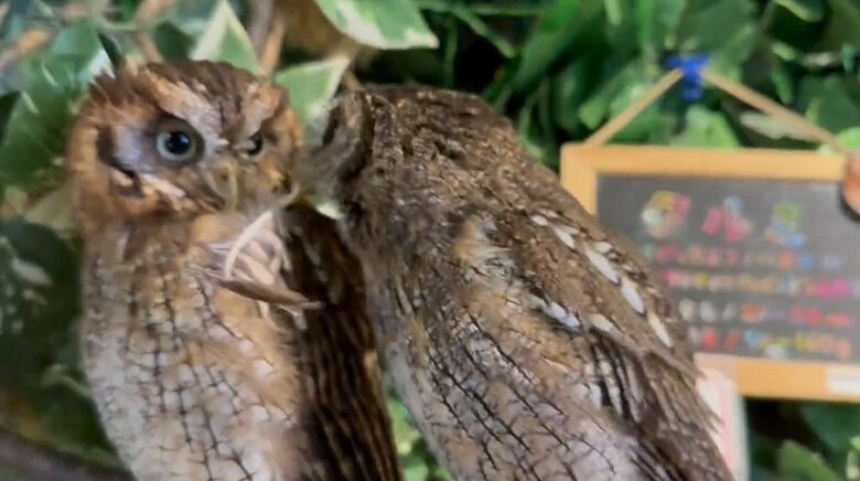 「受け取ってください！」と羽根を差し出すナツくん