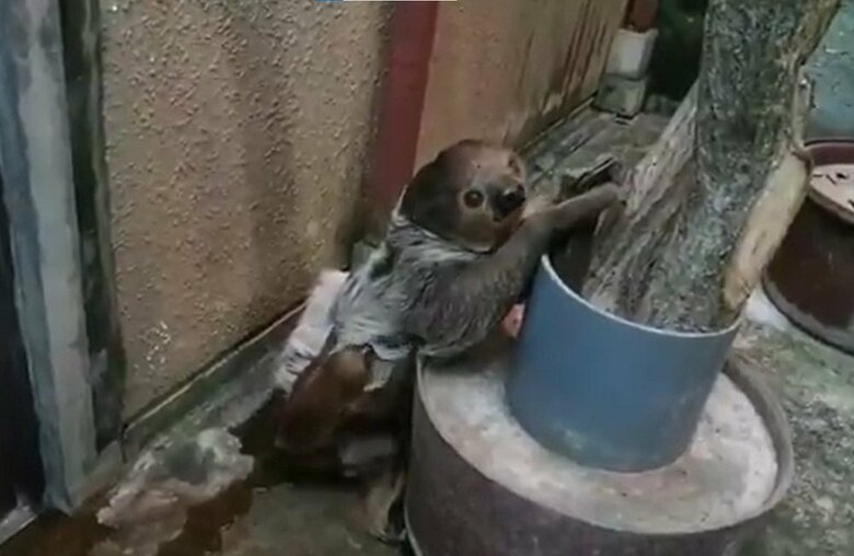 親子でそろってトイレ（提供：埼玉県こども動物自然公園）