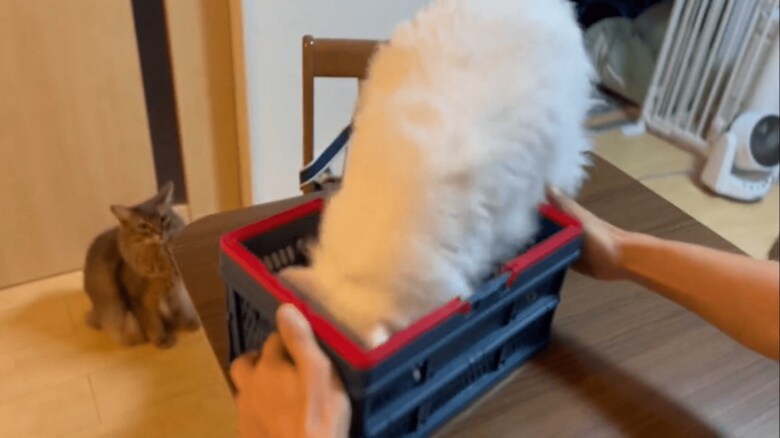 頭を入れて…
