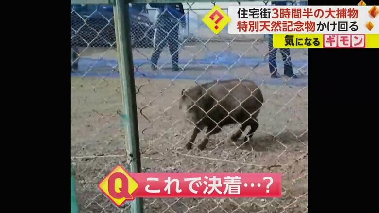 ネットで追い詰められているニホンカモシカ