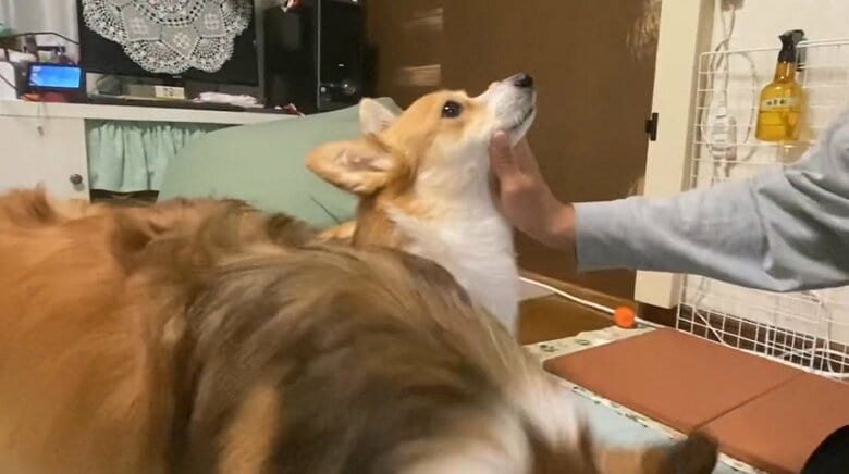 「最初からあご乗せでしたが…」と、即座にあご乗せに切り替えた