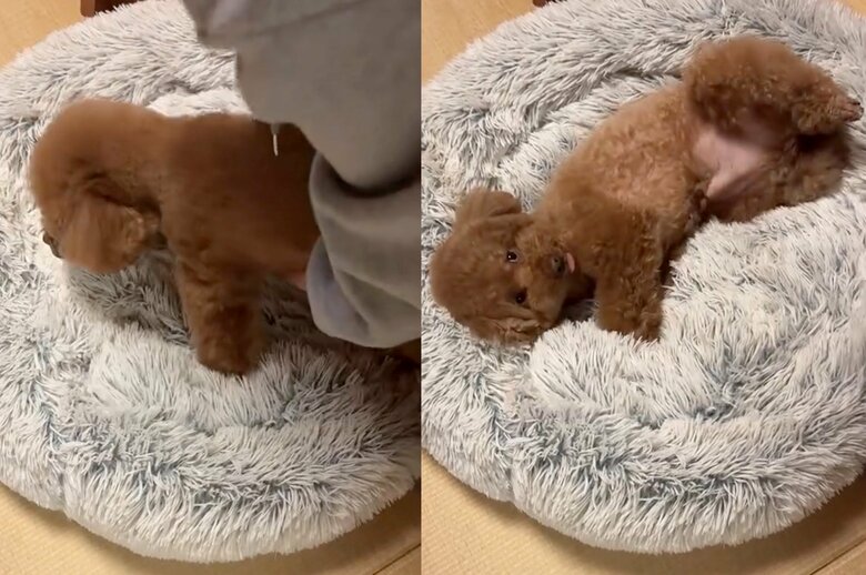 別の日も夜になると立てなくなっている（提供：Leo トイプードルさん）