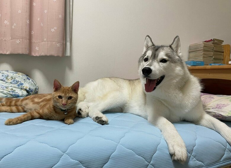 提供：かもしかさん