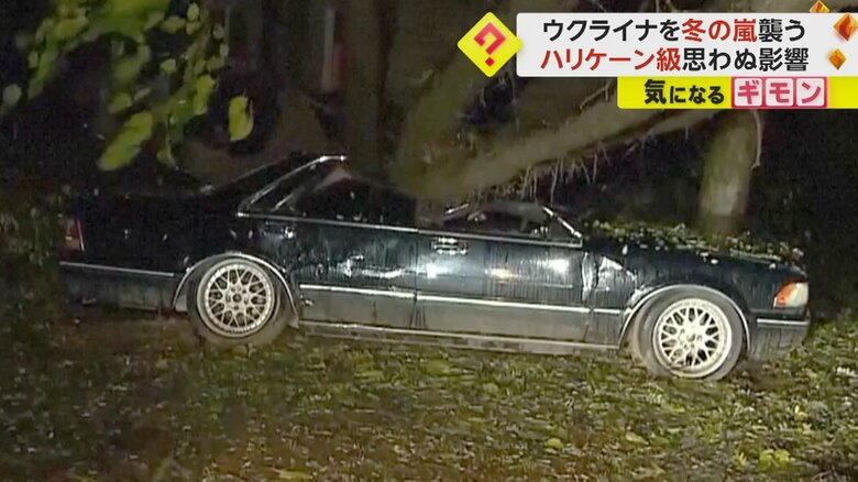 倒れた木が突き刺さっている車