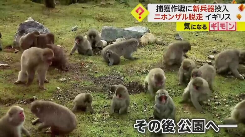 繁殖期を迎えているという野生動物公園のニホンザルたち