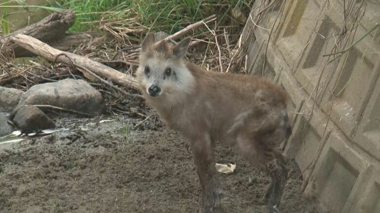 水路に転落したカモシカの子ども