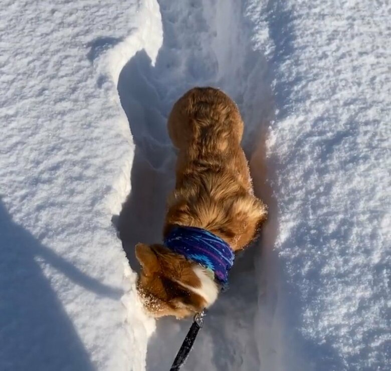 先に進まず戻ってきた（提供：むぎん家＠きよらさん）