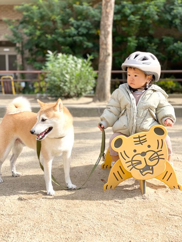 提供：柴犬Mamesuke・Korosuke大阪さん