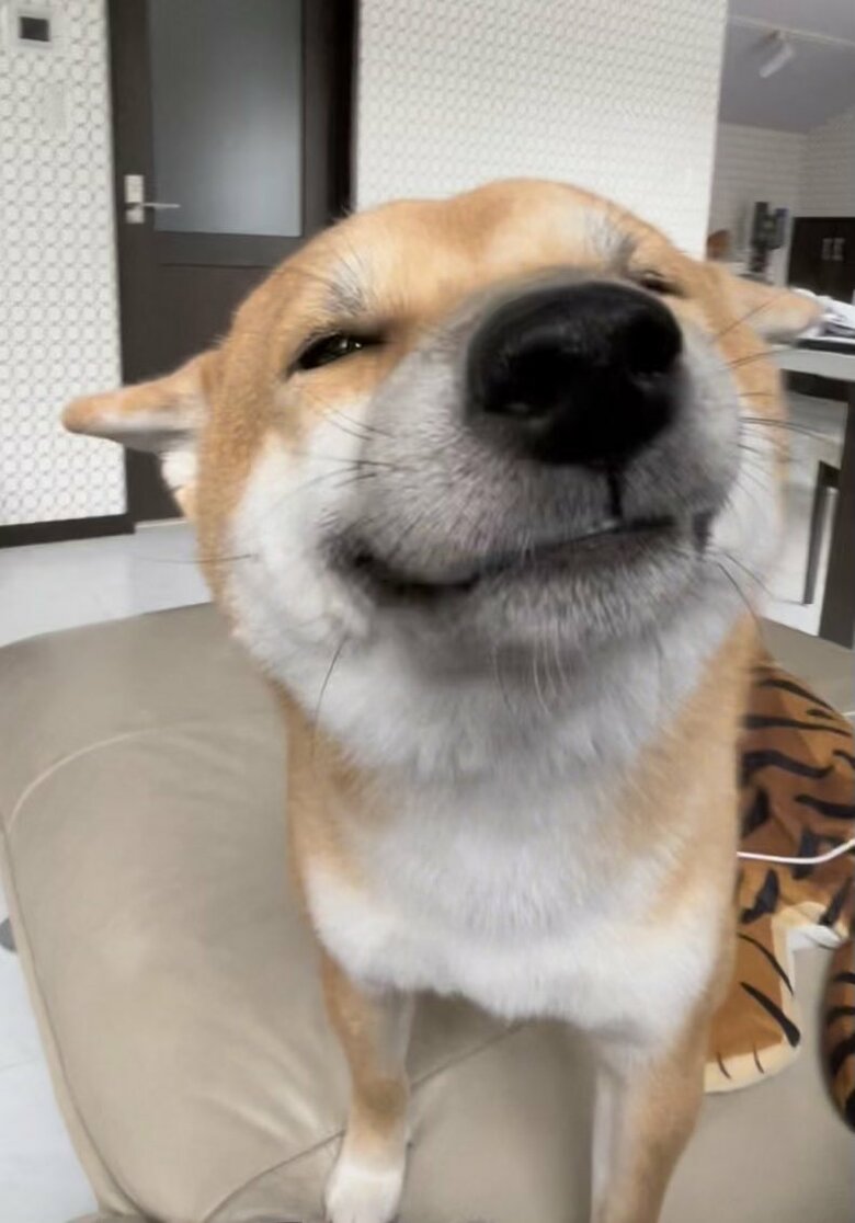 提供：柴犬 雷吾さん