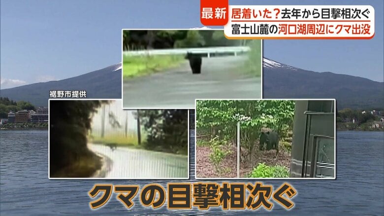 富士山周辺でクマの目撃が相次いでいる