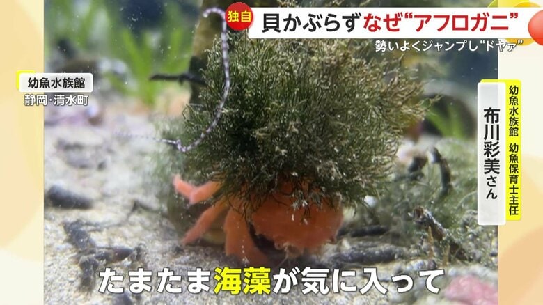 飼育員は「たまたま海藻が気に入って、脱皮しても持ち直して海藻をずっと背負っている」と話す