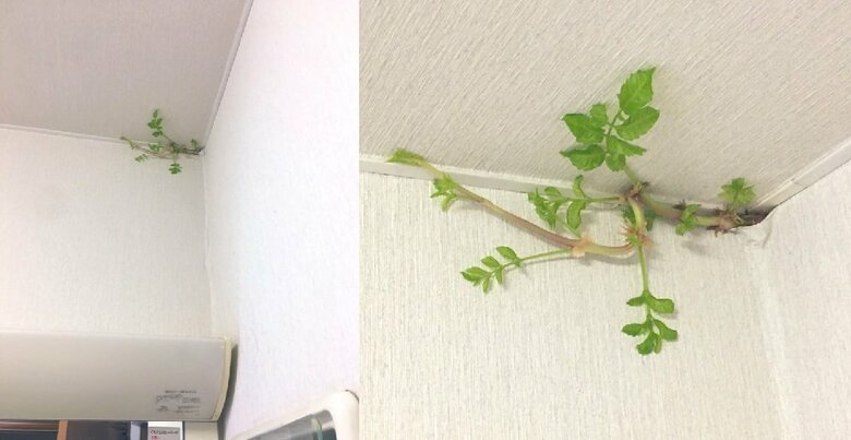 発見から3日目（8月10日）ツルや葉が少し太く大きくなっている