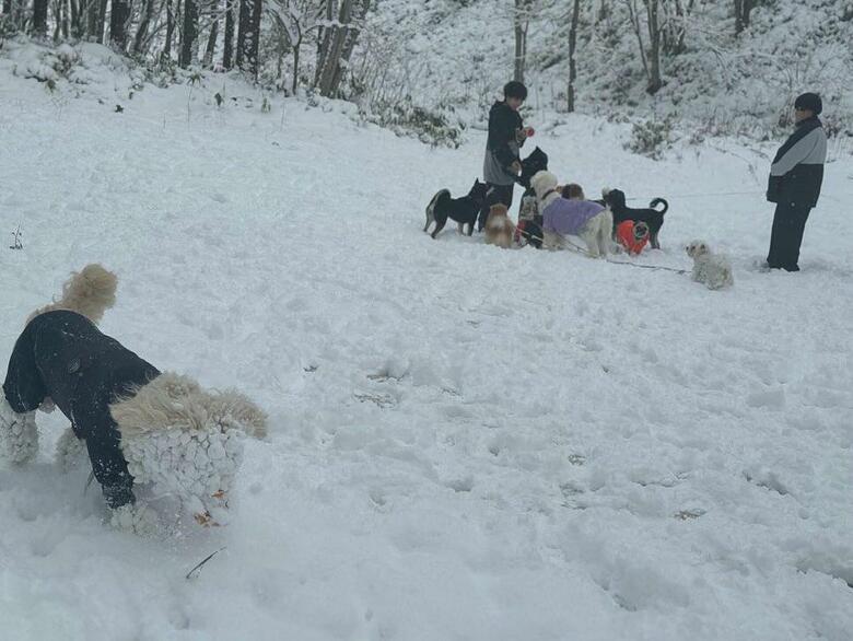 アロちゃんだけ雪遊びに夢中（提供：hair.axis）
