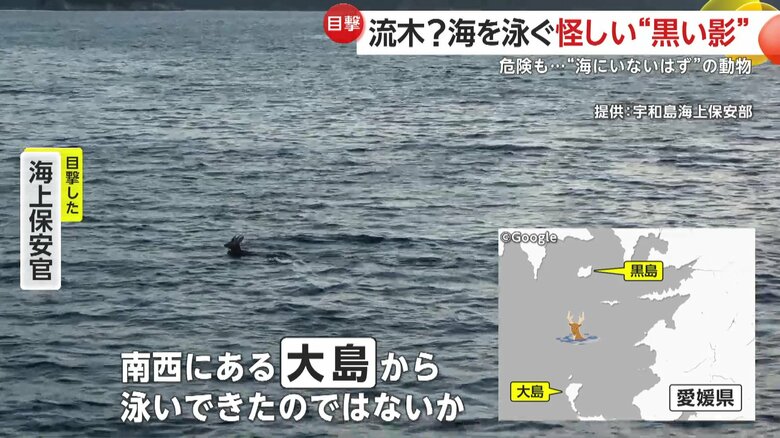 カメラに捉えられた海にいないはずの動物（10月10日午前6時半頃、愛媛・伊方町の黒島沖）