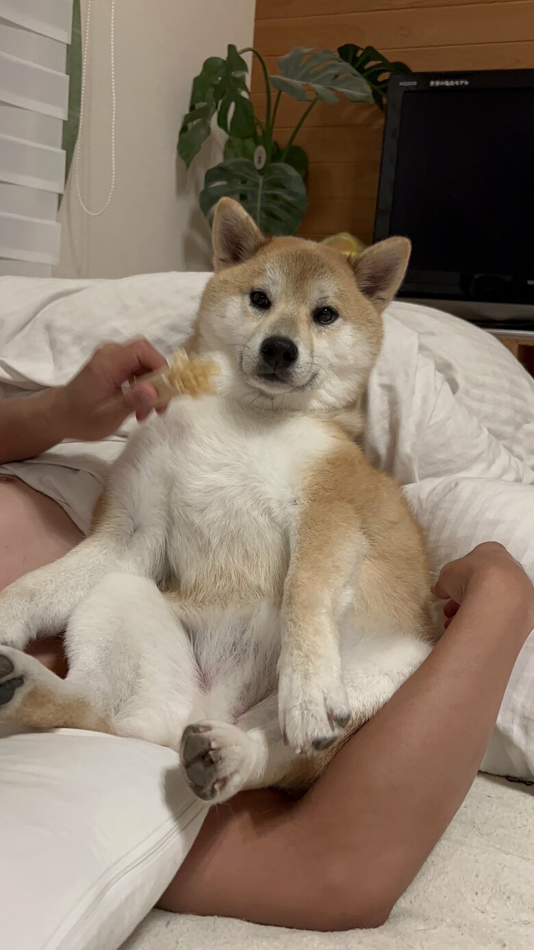 提供：柴リアンハスキーもちごめ兄弟さん