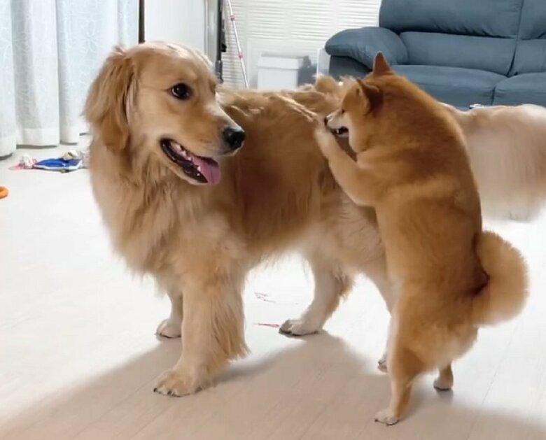 過去に取材　「遊んでえぇぇ！」と“兄犬”が熱烈なお誘いをする様子