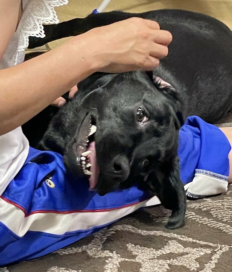 飼い主さんの奥さんに甘えている時の顔もすごい…