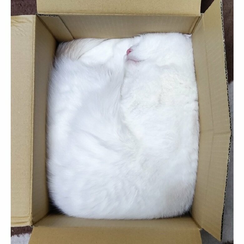 段ボール箱にぴったりフィットする福くん