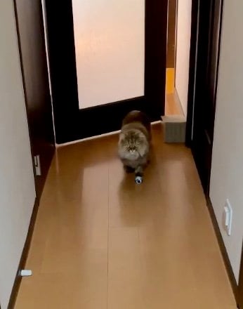 出かけるのを足止めする…（提供：ひなたさん）