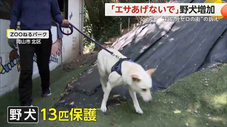 13匹の野犬を保護し、訓練を行っている岡山市北区のZOOねるパーク