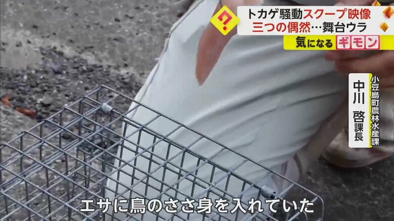 トカゲ捕獲時の状況について話す、小豆島町農林水産課・中川啓課長