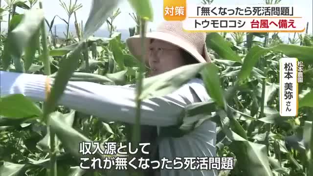 台風６号接近に「収入源なくなったら死活問題」松前町の農家　スイートコーン倒れないよう対策【愛媛】
