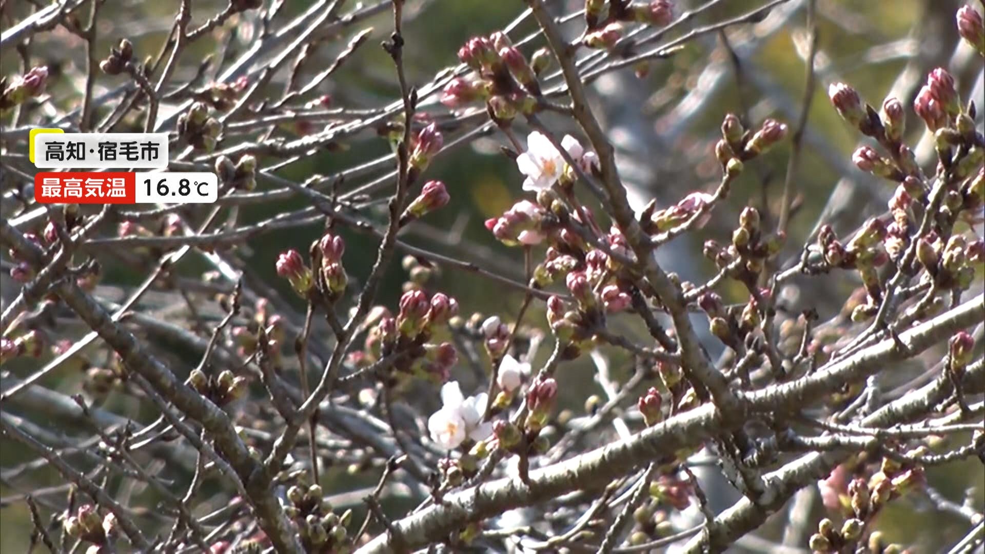 ソメイヨシノ“非公式”開花宣言　三重では「クマノザクラ」見頃に　全国的に春の陽気