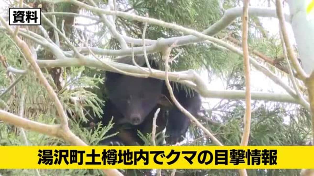 クマ目撃情報】新潟・湯沢町でクマ1頭を目撃 体長約1.2メートル、住宅