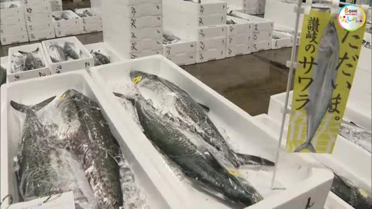 高松市中央卸売市場で瀬戸内の春の味覚「サワラ」の初競り 最高値は1 