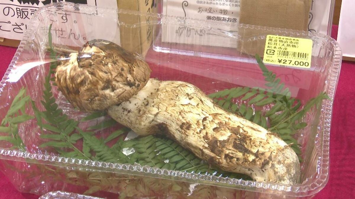 値段は2万7千円 秋の味覚の王様「マツタケ」登場 去年は不作…今年は出だし好調 レストランでは「松茸ピッツァ（7600円）」も  ｜FNNプライムオンライン