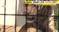 国内最高齢アムールトラ「カイ」との別れ惜しむ　動物園の献花台には手紙も　人間なら90歳の高齢　長年親しまれる　福岡