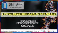 【岡山大学】タンパク質合成を停止させる新規ペプチド配列を発見