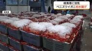 日本海のベニズワイガニ初水揚げ！上々の滑り出しに手ごたえ　資源回復の中さらなる豊漁に期待（鳥取）