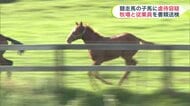 【子馬を虐待】浜本牧場と従業員を動物愛護法違反容疑で書類送検…引き倒し”殴ったり蹴ったり”暴行加える…虐待動画がSNSで拡散され発覚＜北海道日高町＞