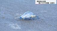 見た目はきれいだが死んでいても毒があるクラゲ「カツオノエボシ」が大量漂着　「真水で洗わないで救護室で処置を」　宮崎県青島海水浴場