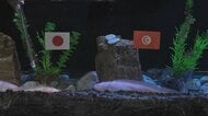 ウーパールーパーはどっちを選ぶ？　水族館の人気者が日本戦の勝敗を予想　メキシコ【サッカーFIFAワールドカップ2026】