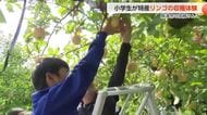 魚津市の小学生が特産の加積りんごを収穫体験　地元特産の味を学ぶ