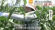 「収入源なくなったら死活問題」台風６号接近に松前町の農家　スイートコーン倒れないよう対策【愛媛】