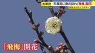 太宰府天満宮で「飛梅」開花　去年より1カ月近く早く“春の訪れ”　受験シーズン迎え「一緒に花開いて」　福岡