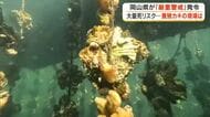 「大量死が起きるのでは…」岡山県の養殖カキ「厳重警戒」で予断許さぬ状況に…気をもむ生産現場【岡山】