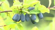 厚真町名産ハスカップ「近年で1番おいしい！」雨が少ない影響で小ぶりでも“濃厚な味”＿収穫後は札幌市や苫小牧市に出荷へ〈北海道厚真町〉