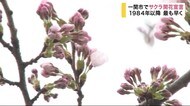 一関市でサクラ開花宣言 1984年以降最も早く【岩手】