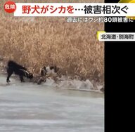 【危険】野犬がシカを襲う一部始終　牛78頭を襲撃…4頭死亡など半年前から被害相次ぐ　JAが注意呼びかける　北海道・別海町