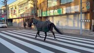 新春の街中を「馬が徘徊」明大馬術部の馬が一時厩舎から脱走　通報から約30分後自ら生田キャンパスに帰還　川崎市