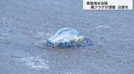 見た目はきれいだが死んでいても毒があるクラゲ「カツオノエボシ」が大量漂着　「真水で洗わないで救護室で処置を」　宮崎県青島海水浴場