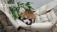 “やんちゃ盛り”のレッサーパンダの赤ちゃん・杏香　デッキをよじ登り母親のご飯も横からペロリ…かわいい成長日記
