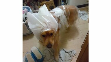 「嘘やろそれで散歩行ったんか」母親手作りの“犬のかっぱ”が衝撃的…なぜこの姿に? 投稿者と母親に聞いた