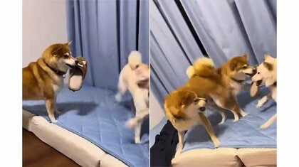 “スリッパを守りながら”子柴犬のけんかを止めようとする母犬が大忙し…飼い主に状況を聞いた